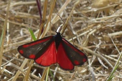 <i>Tyria jacobaeae</i>