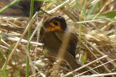 <i>Maniola jurtina</i>