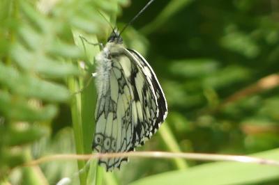 <i>Melanargia galathea</i>