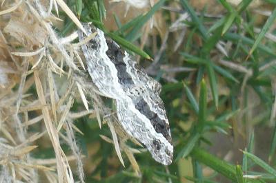<i>Epirrhoe alternata</i>