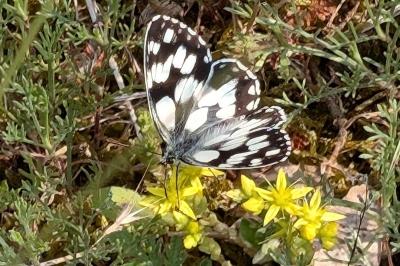 <i>Melanargia galathea</i>