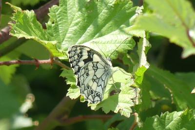 <i>Melanargia galathea</i>