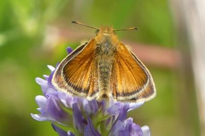 <i>Thymelicus lineola</i>