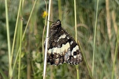 <i>Brintesia circe</i>