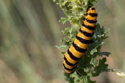<i>Tyria jacobaeae</i>