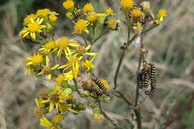 <i>Tyria jacobaeae</i>
