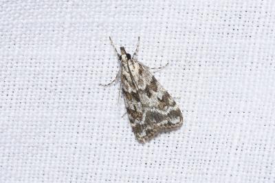 <i>Scoparia pyralella</i>