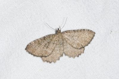 <i>Philereme vetulata</i>