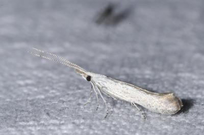 <i>Coleophora</i>