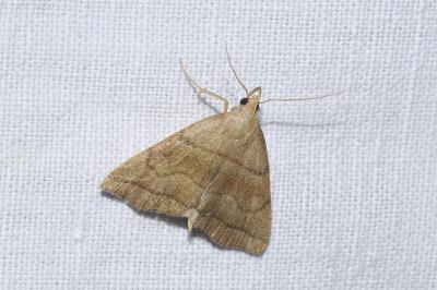 <i>Herminia tarsicrinalis</i>