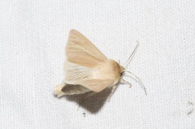 <i>Mythimna pallens</i>