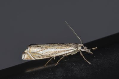 <i>Crambus lathoniellus</i>