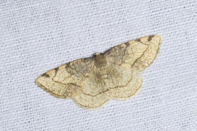 <i>Stegania trimaculata</i>