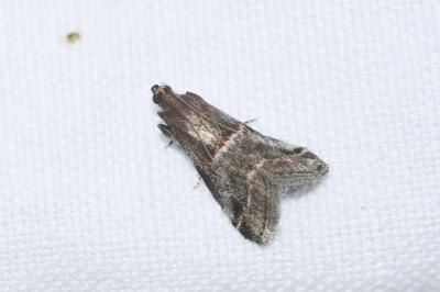 <i>Acrobasis marmorea</i>