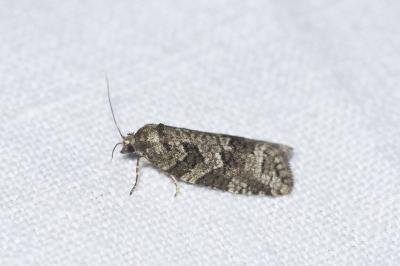 <i>Cnephasia</i>