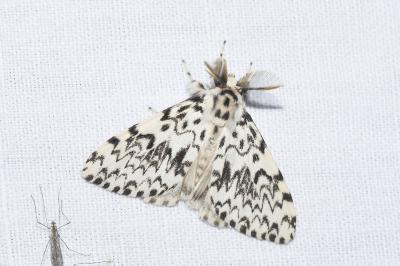 <i>Lymantria monacha</i>