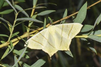 <i>Ourapteryx sambucaria</i>