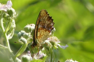<i>Brenthis daphne</i>