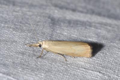 <i>Chrysoteuchia culmella</i>