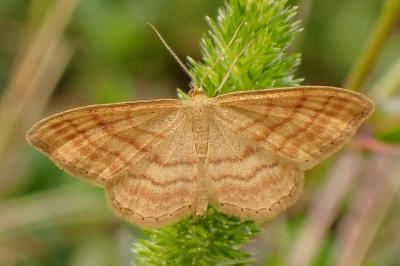 <i>Idaea ochrata</i>