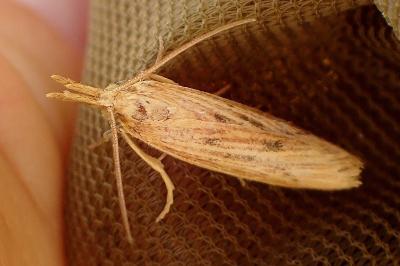 <i>Ematheudes punctella</i>