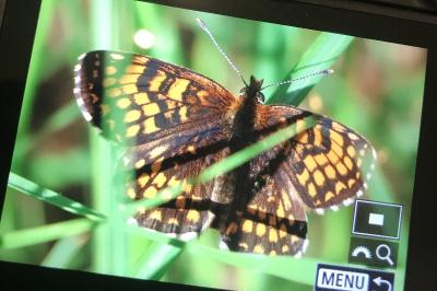 <i>Melitaea athalia</i>