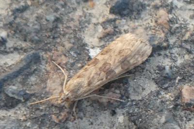<i>Nomophila noctuella</i>