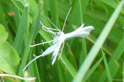 <i>Pterophorus pentadactylus</i>