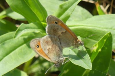 <i>Coenonympha pamphilus</i>