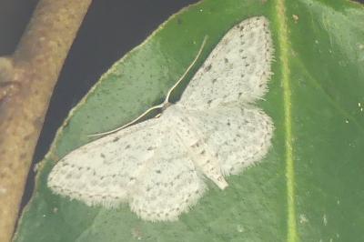 <i>Idaea seriata</i>