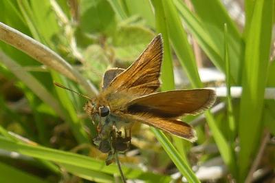 <i>Thymelicus acteon</i>