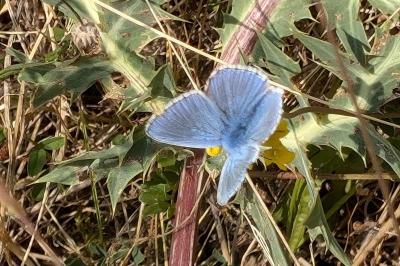 <i>Lysandra bellargus</i>