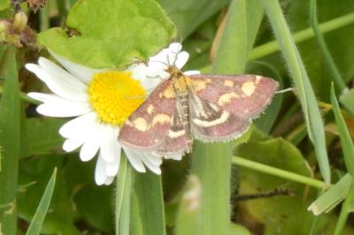 <i>Pyrausta purpuralis</i>