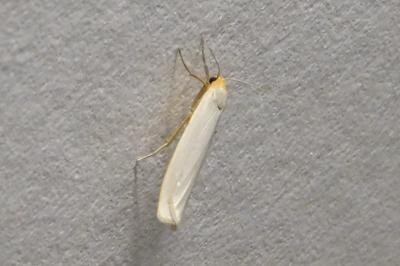 <i>Eilema caniola</i>