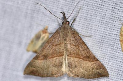 <i>Hypena proboscidalis</i>