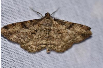 <i>Peribatodes rhomboidaria</i>