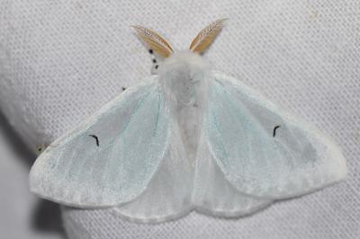 <i>Arctornis l-nigrum</i>