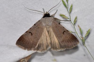 <i>Lygephila craccae</i>