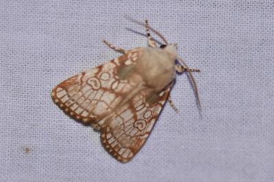 <i>Dicycla oo</i>