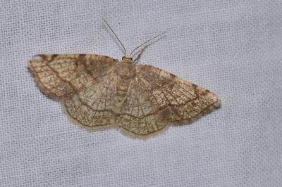 <i>Stegania trimaculata</i>