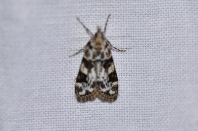 <i>Eudonia delunella</i>