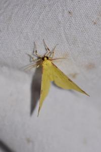 <i>Opisthograptis luteolata</i>