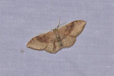 Idaea degeneraria