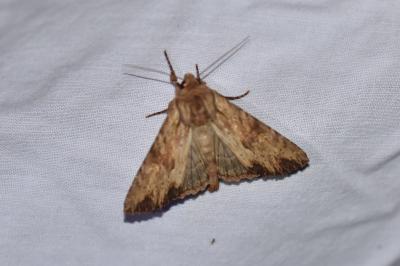 <i>Apamea sublustris</i>