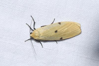 <i>Lithosia quadra</i>