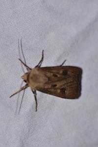 <i>Agrotis exclamationis</i>