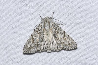 <i>Acronicta aceris</i>