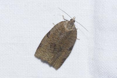 <i>Lozotaenia forsterana</i>