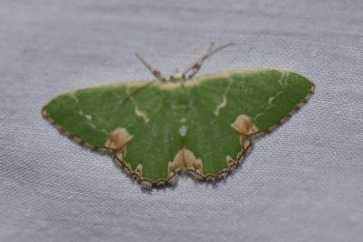 <i>Comibaena bajularia</i>