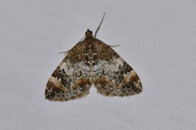 <i>Dysstroma truncata</i>